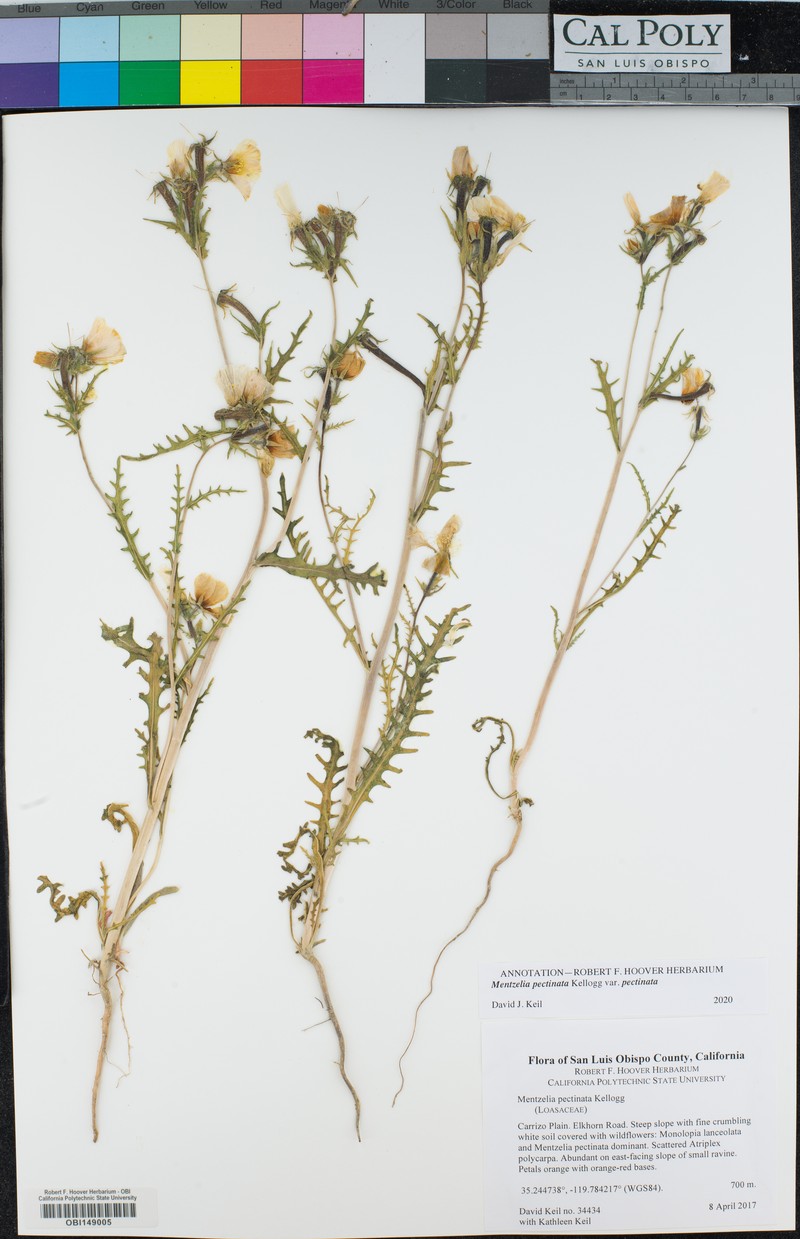 Mentzelia pectinata var. pectinata photo 2