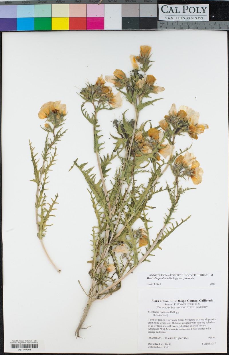 Mentzelia pectinata var. pectinata photo 3