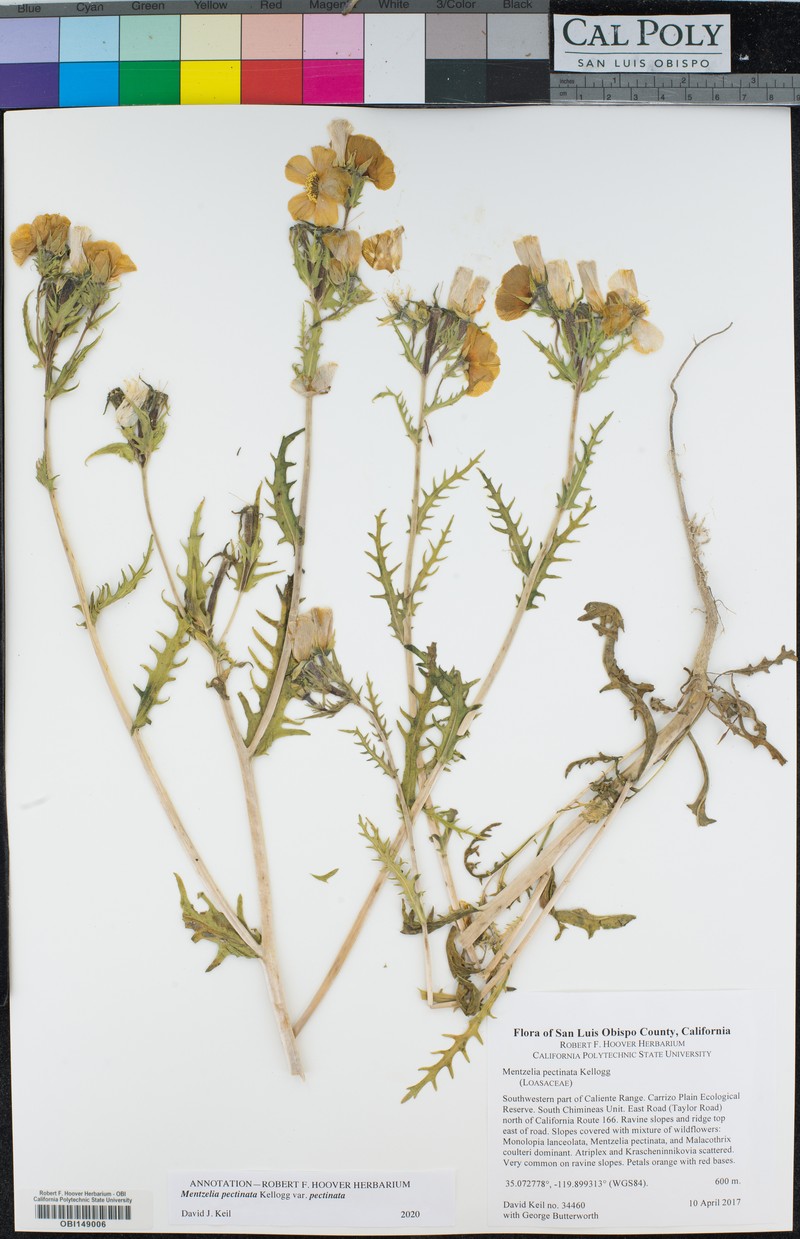 Mentzelia pectinata var. pectinata photo 4