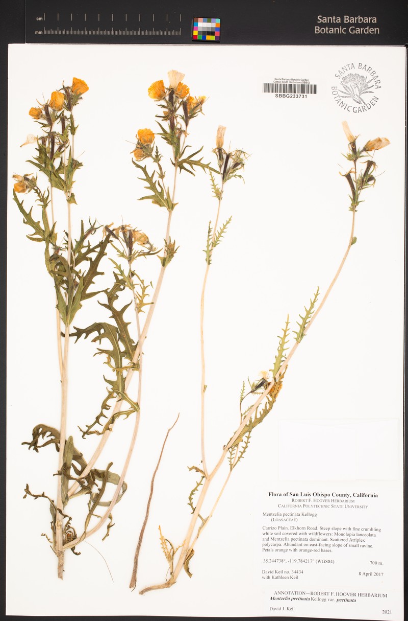 Mentzelia pectinata var. pectinata photo 5