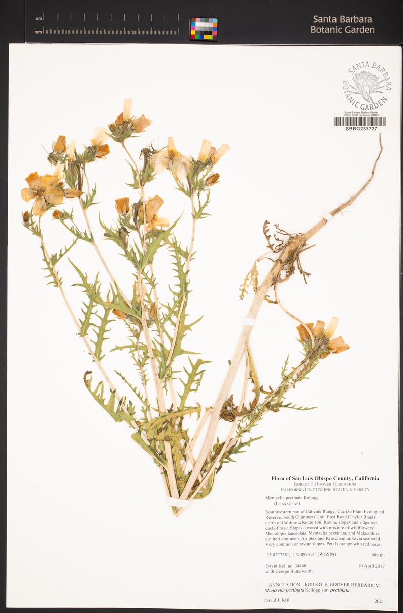 Mentzelia pectinata var. pectinata photo 6