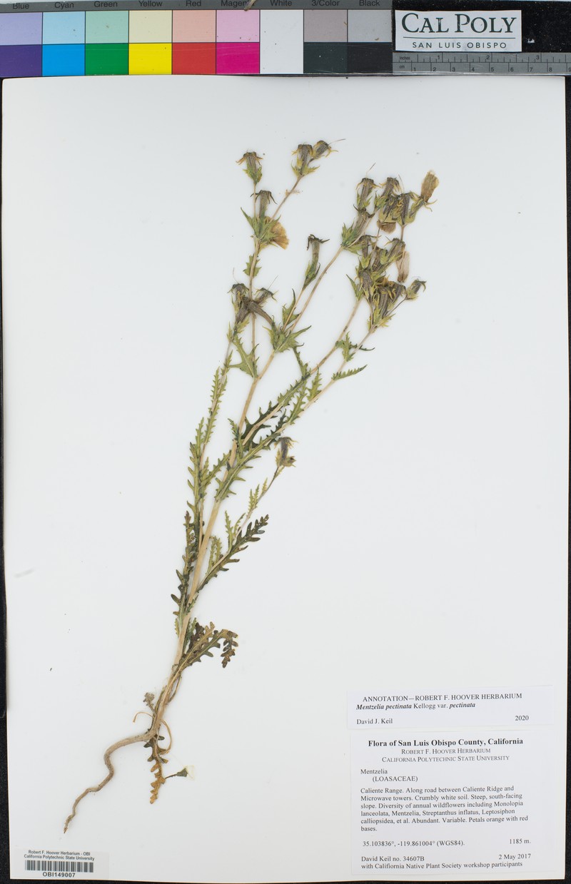 Mentzelia pectinata var. pectinata photo 7