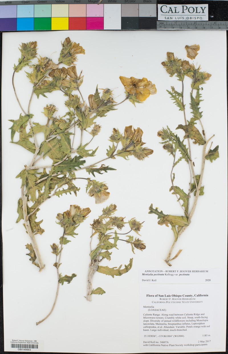 Mentzelia pectinata var. pectinata photo 8