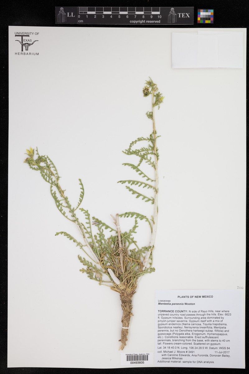 Perennial Blazingstar