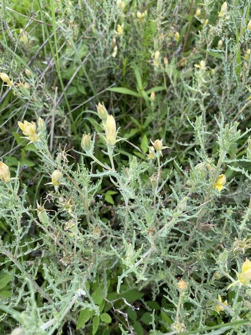 Mentzelia procera