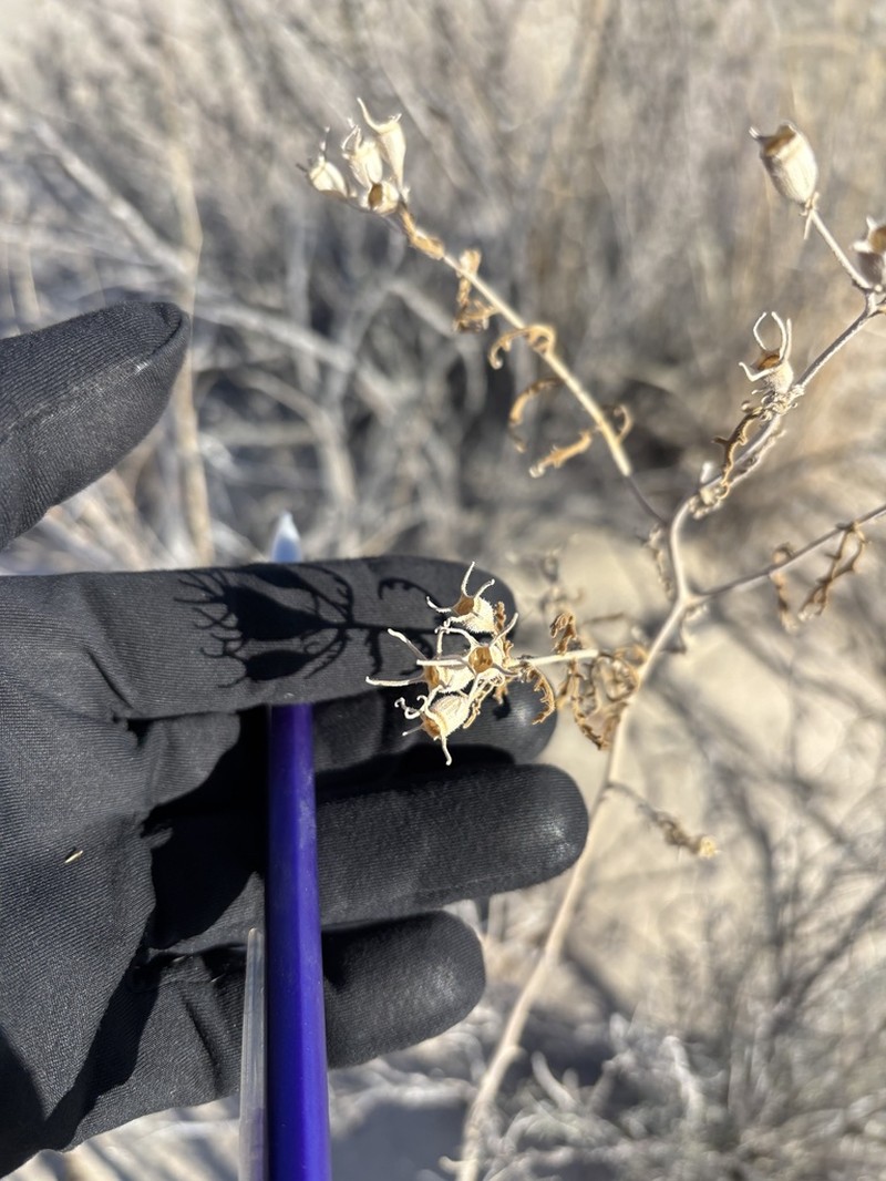 Mentzelia procera photo 2
