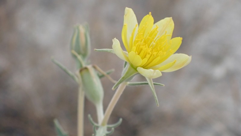 Mentzelia procera photo 3
