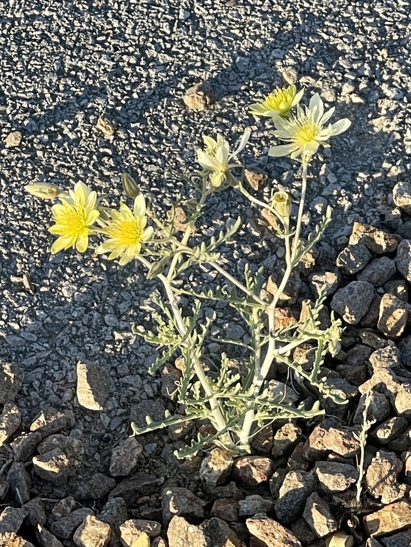 Mentzelia procera photo 4