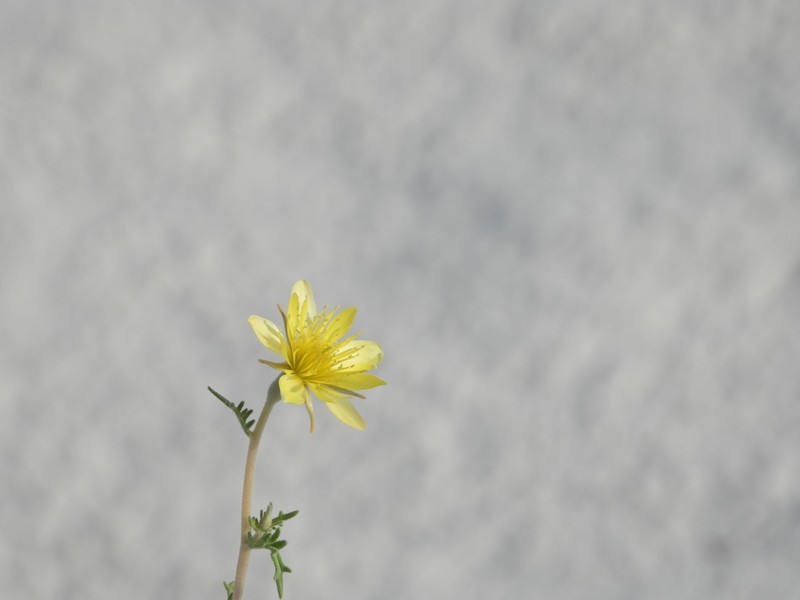 Mentzelia procera photo 5