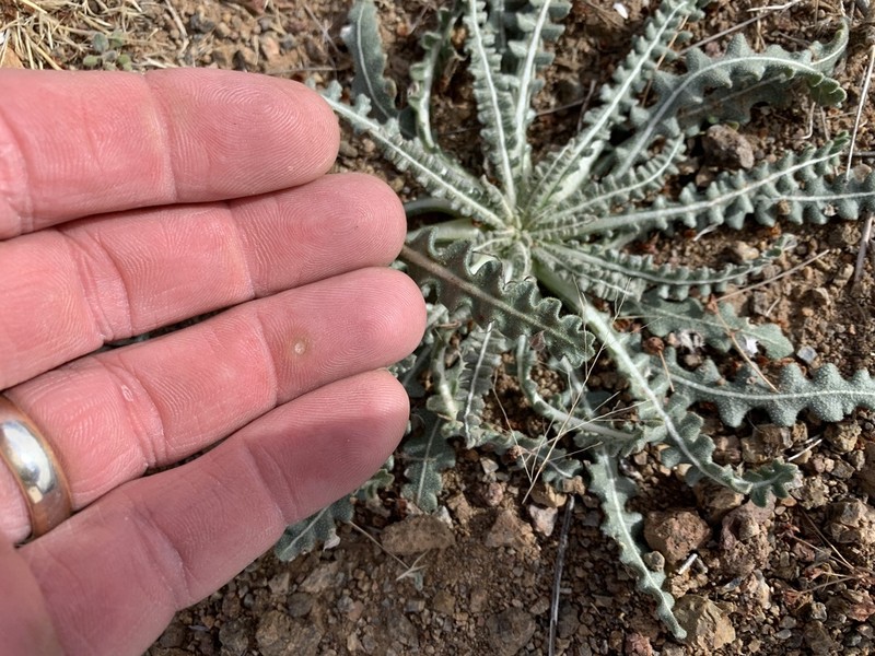 Mentzelia procera photo 6
