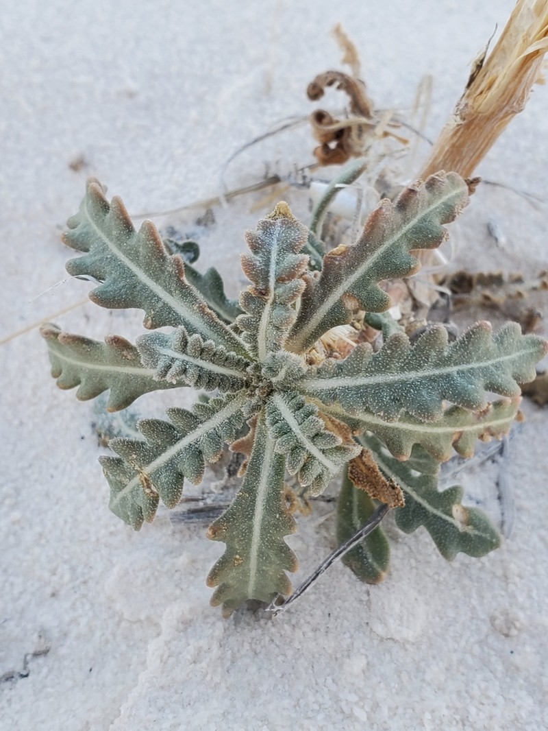 Mentzelia procera photo 7