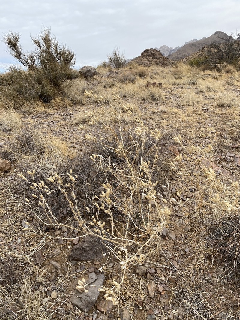 Mentzelia procera photo 8