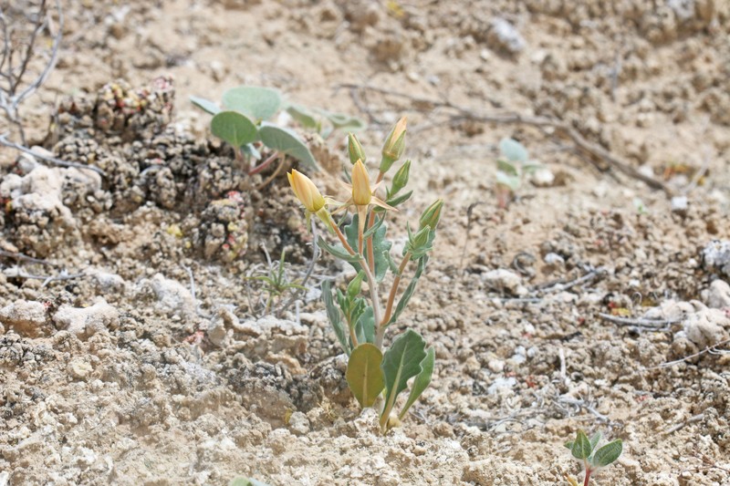 Wingseed Blazingstar photo 2