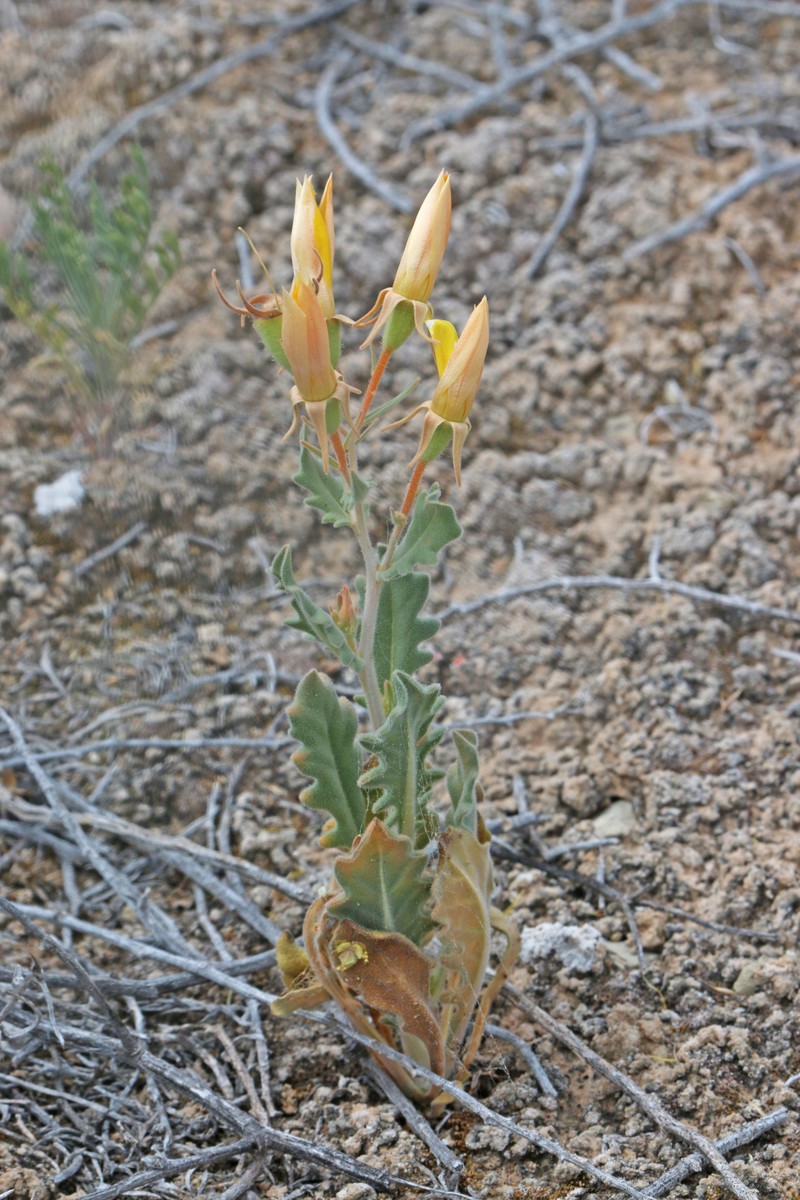 Wingseed Blazingstar photo 3