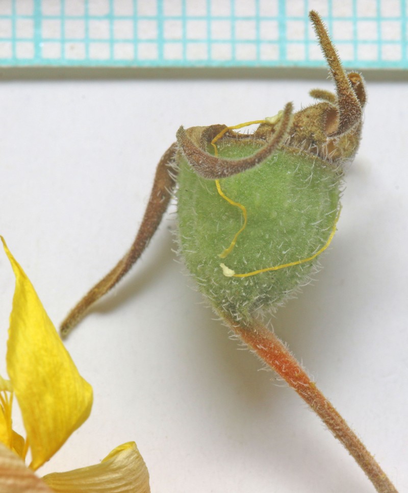 Wingseed Blazingstar photo 4