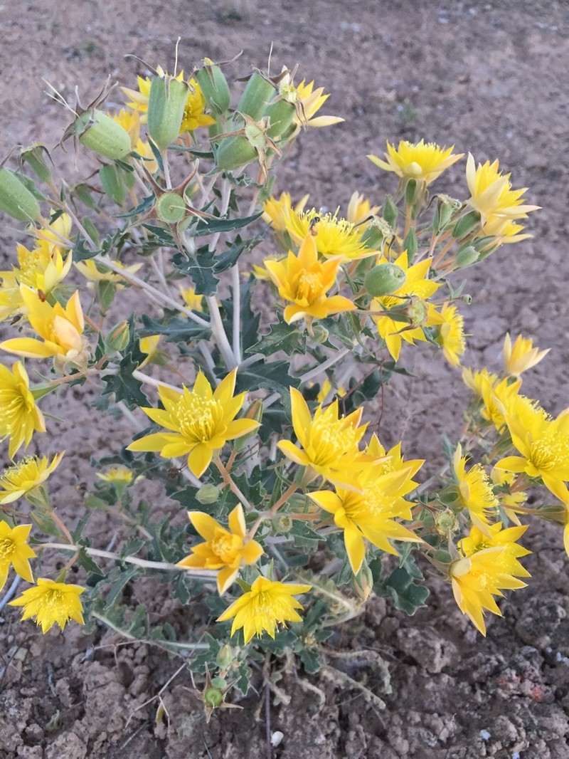 Wingseed Blazingstar