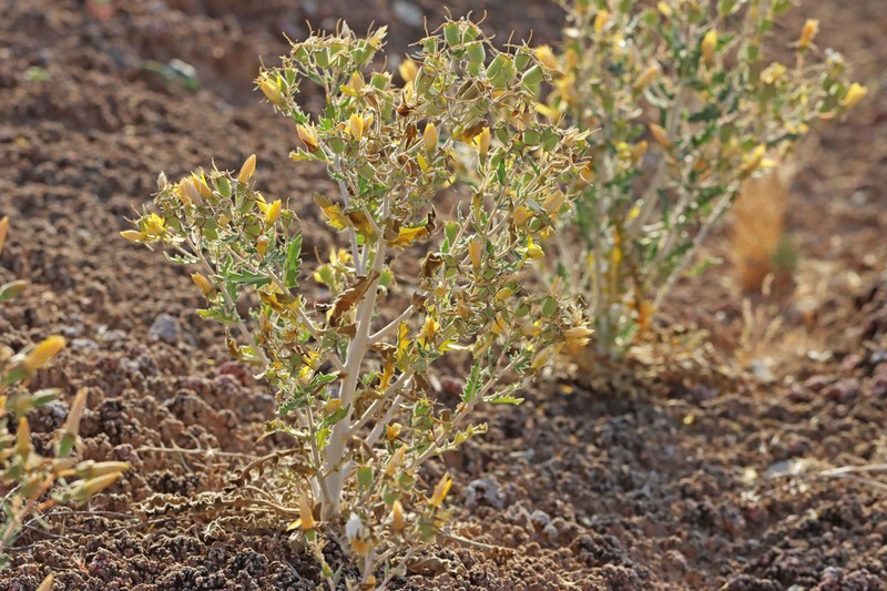 Wingseed Blazingstar photo 2