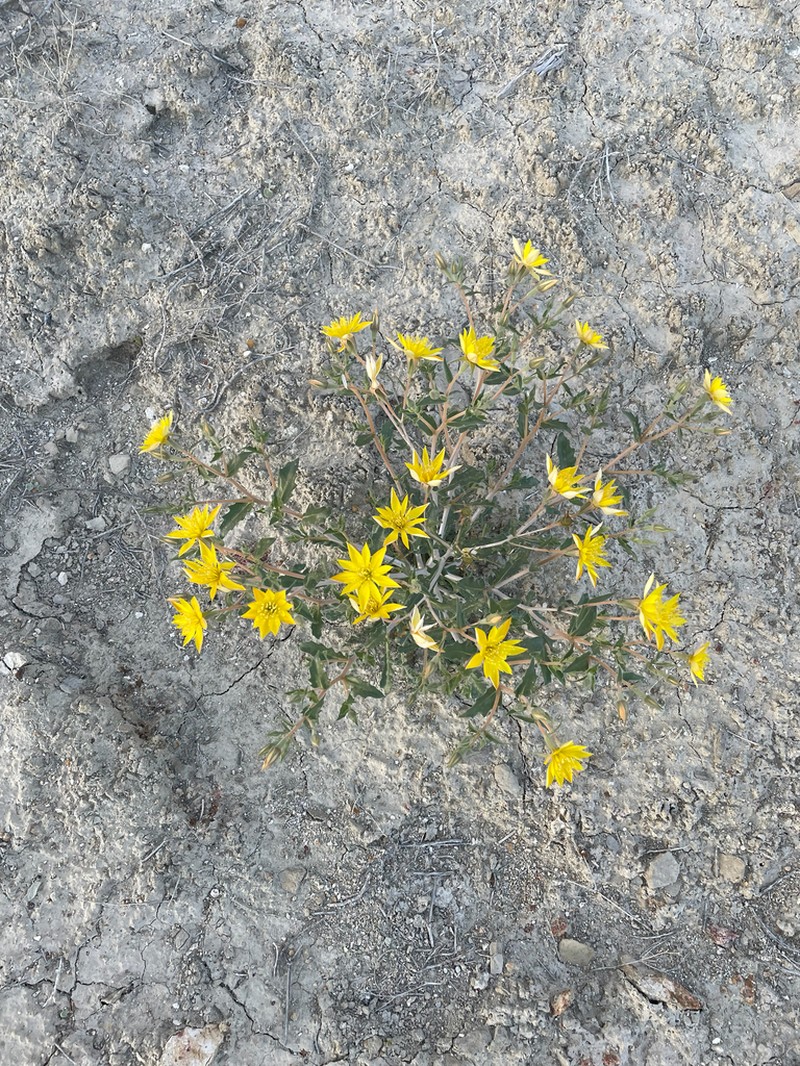 Wingseed Blazingstar photo 5