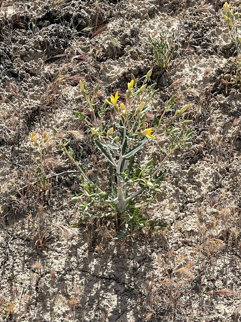 Wingseed Blazingstar photo 8