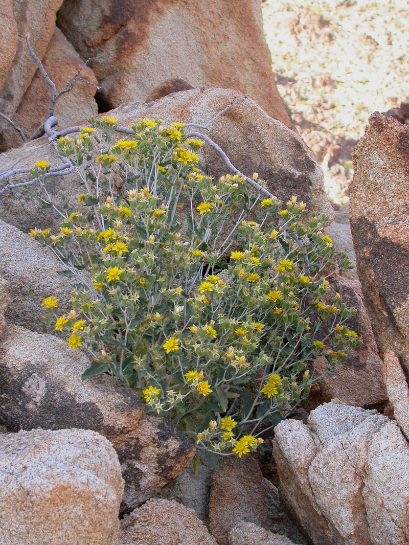 Mentzelia puberula