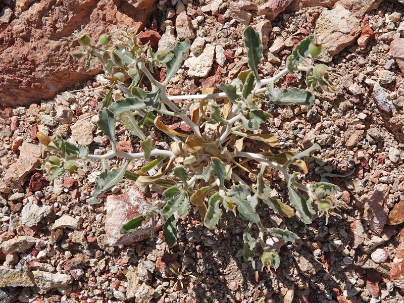 Mentzelia puberula photo 2