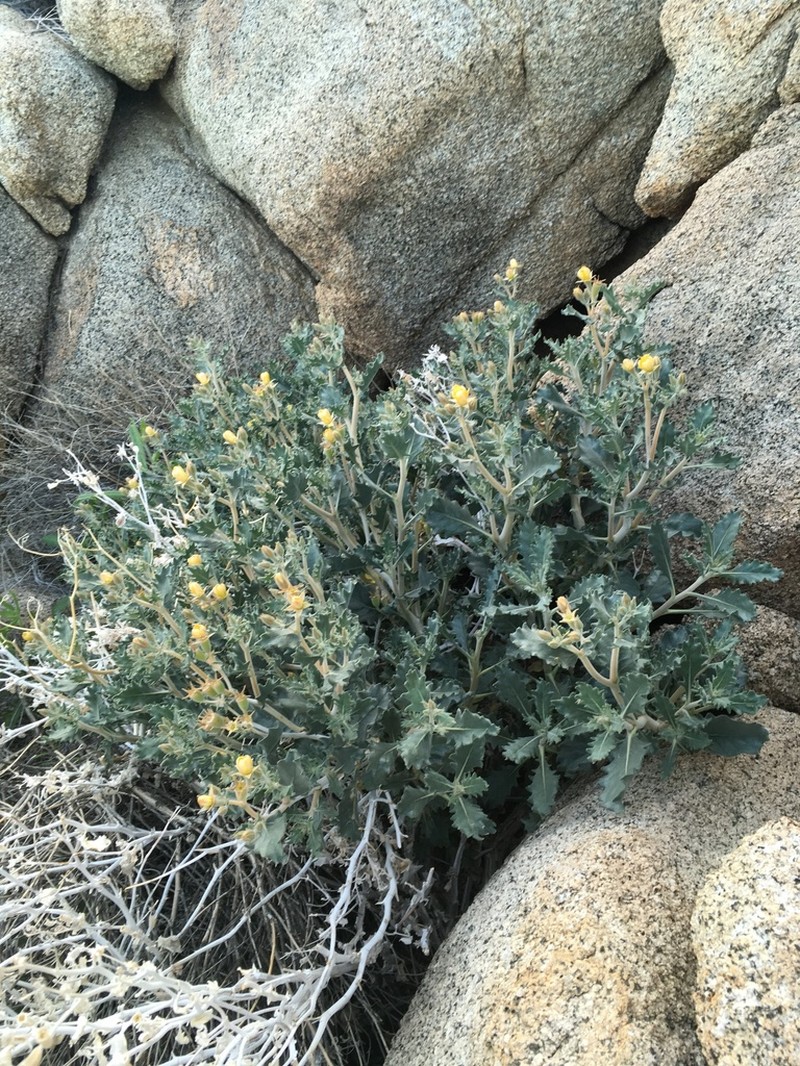 Mentzelia puberula photo 3