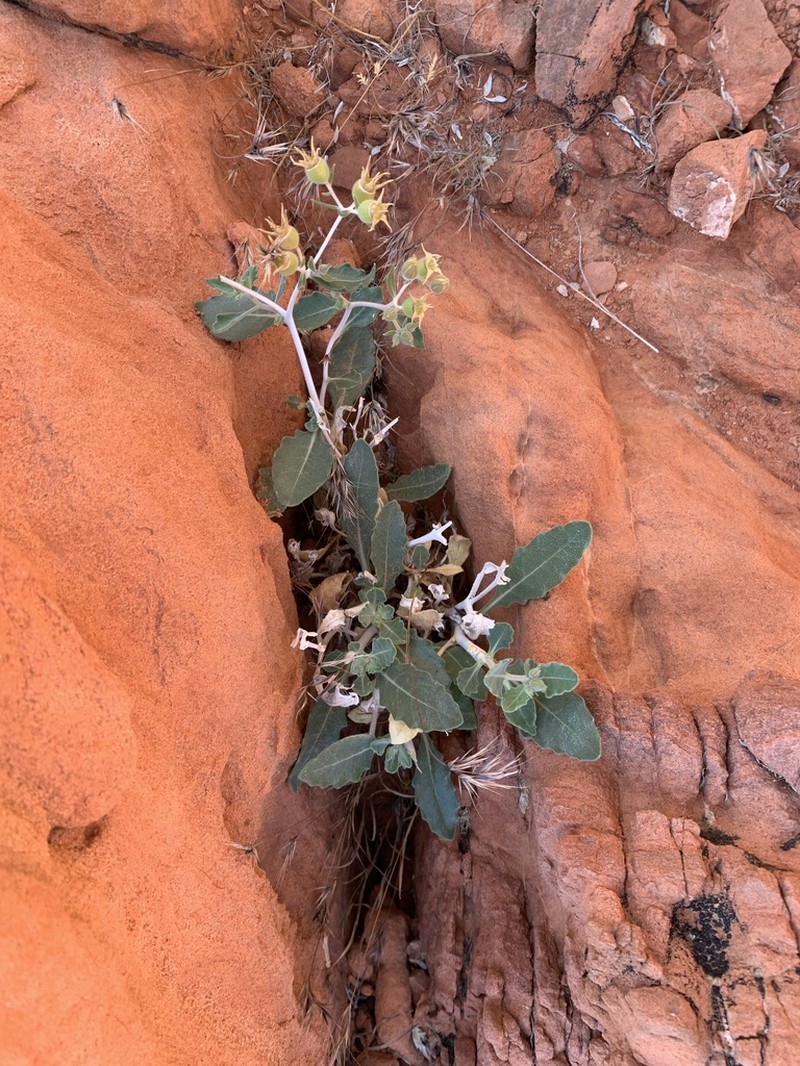 Mentzelia puberula photo 5