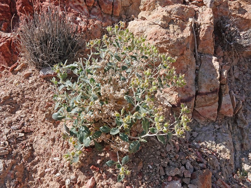 Mentzelia puberula photo 7