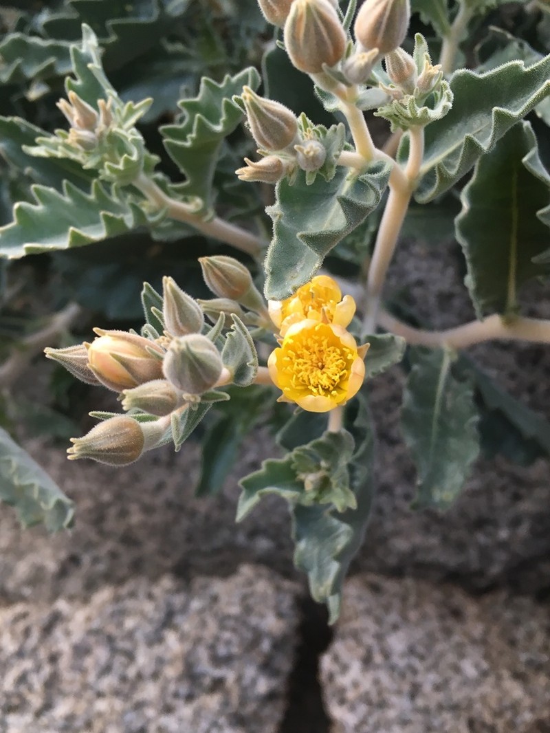 Mentzelia puberula photo 8