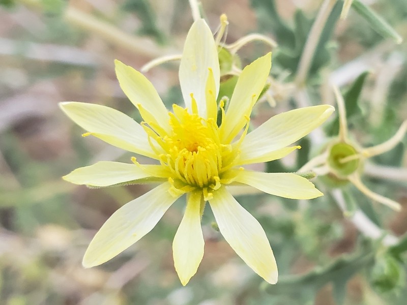 Dwarf Mentzelia