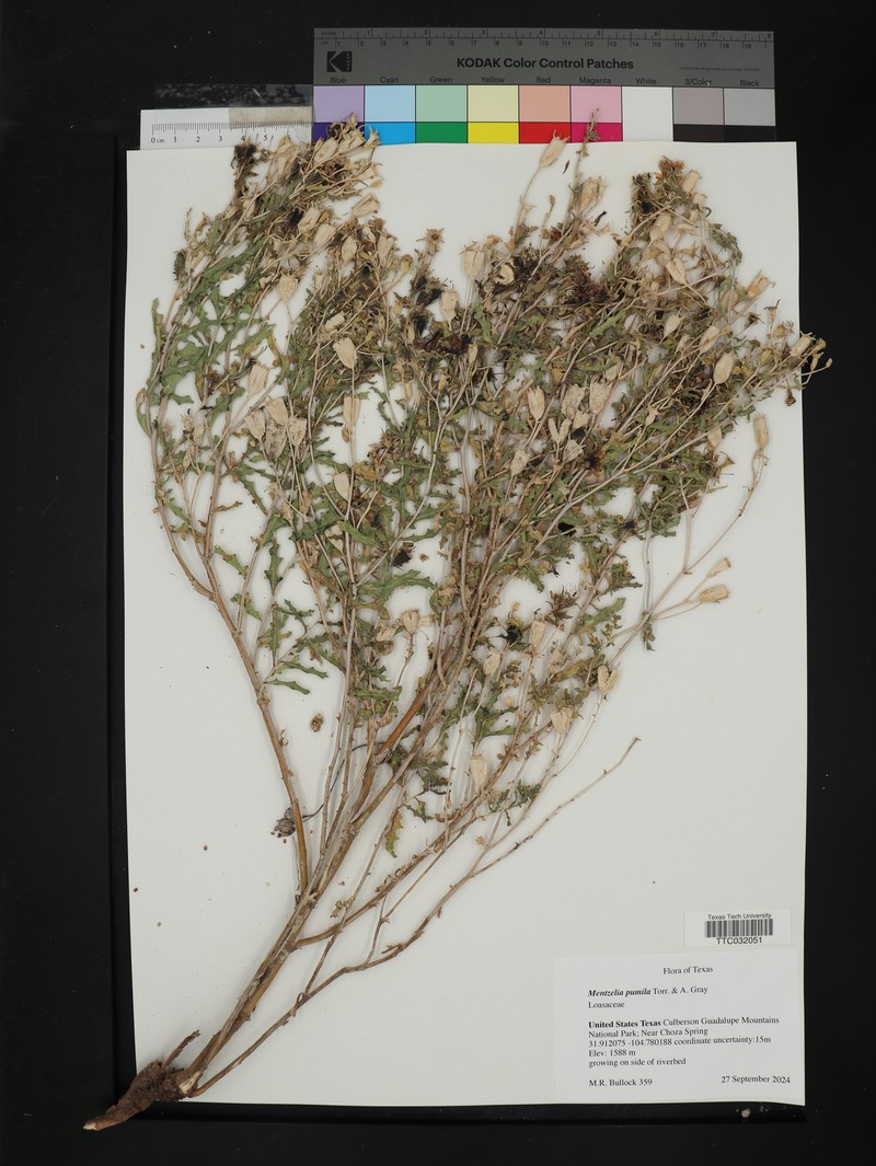 Dwarf Mentzelia photo 3