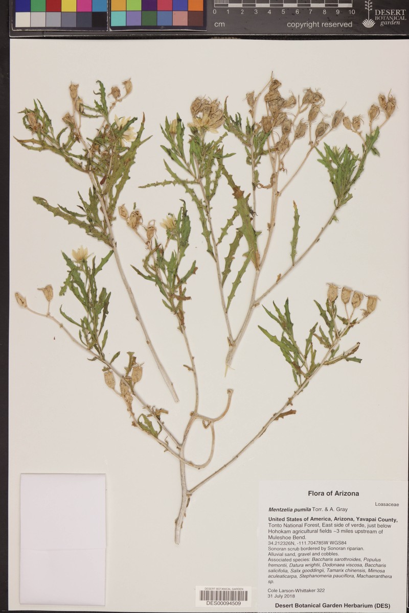 Dwarf Mentzelia photo 4
