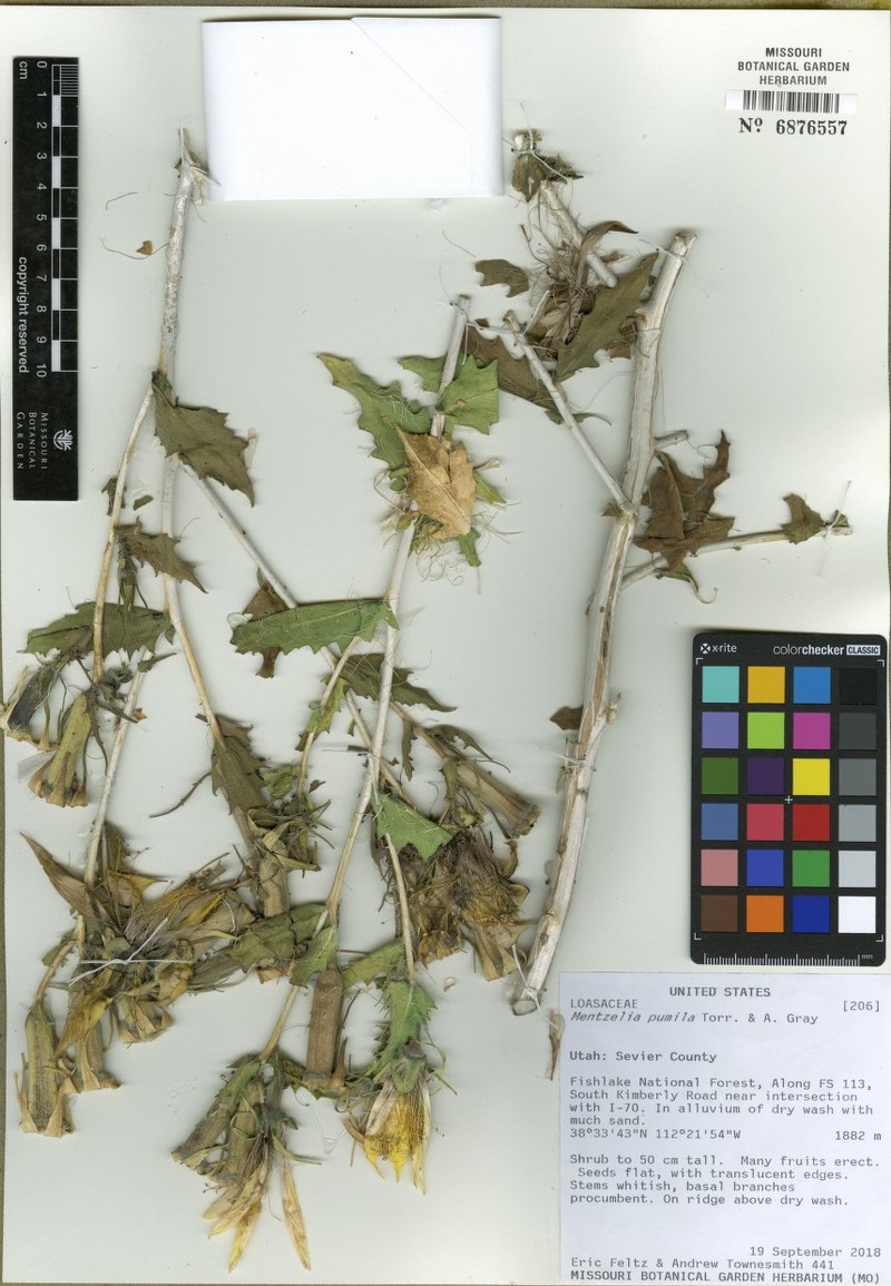 Dwarf Mentzelia photo 5