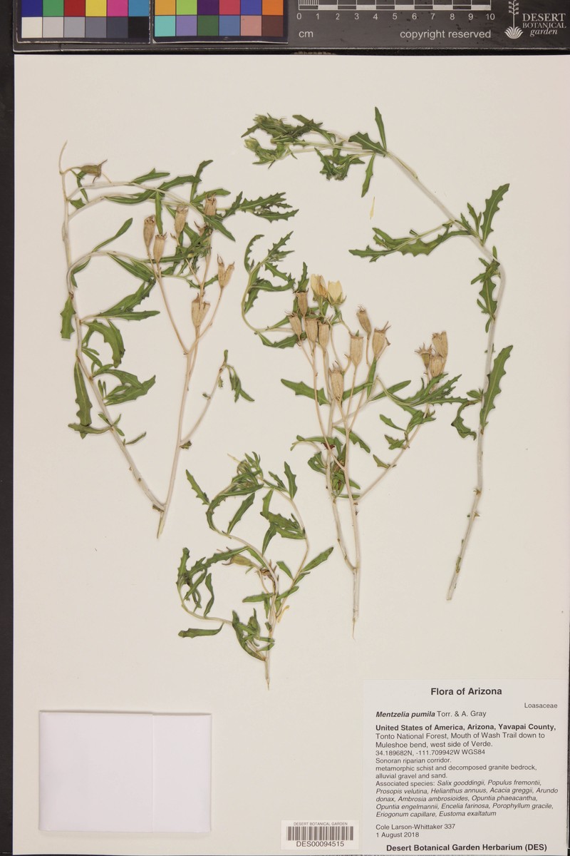 Dwarf Mentzelia photo 6