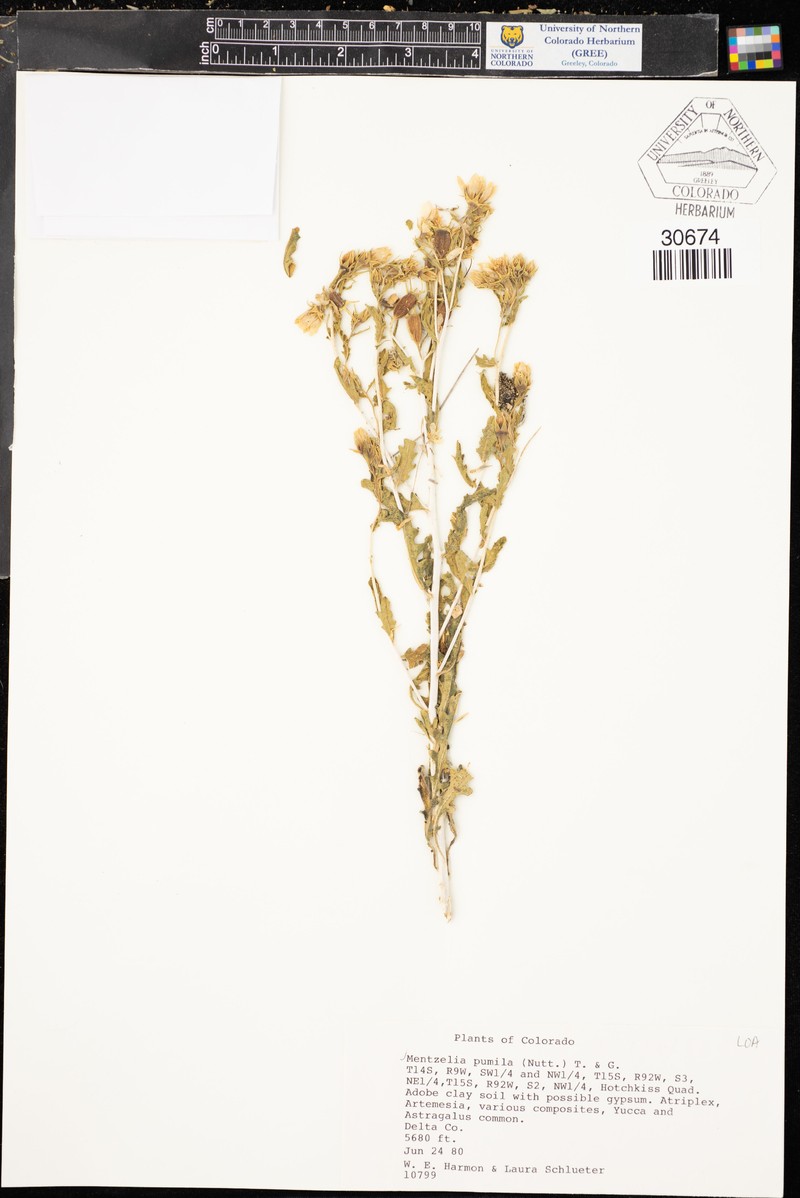 Dwarf Mentzelia photo 7