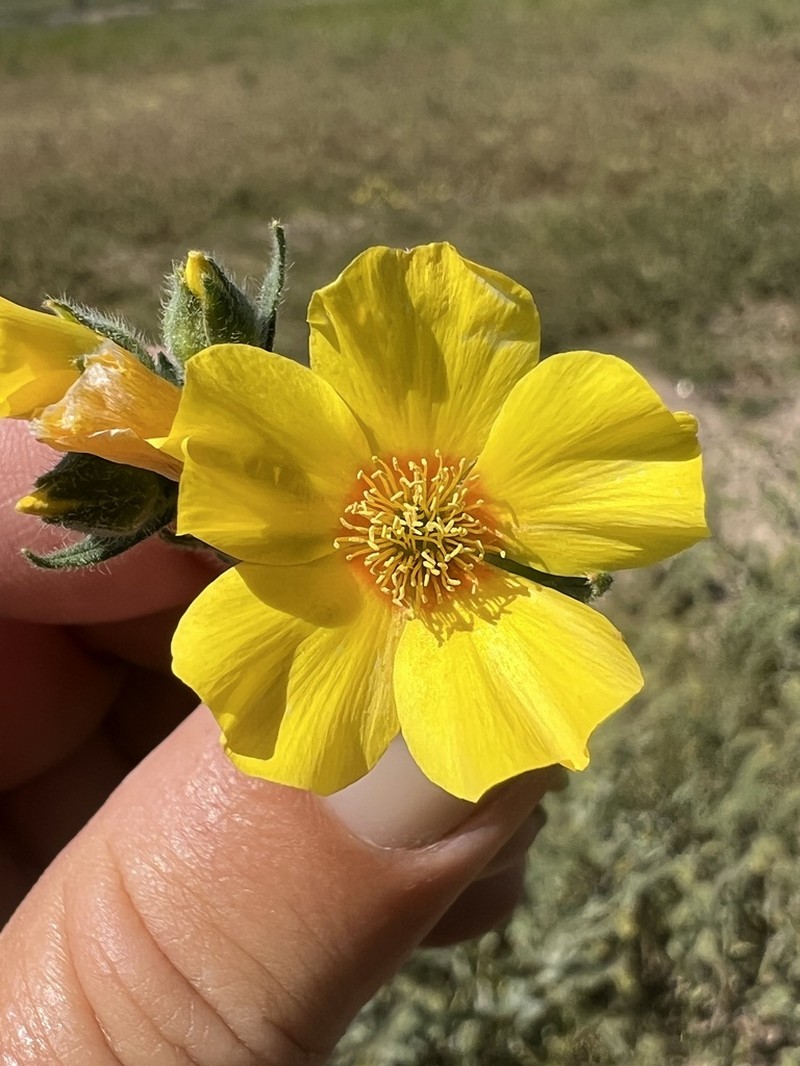 Mentzelia ravenii