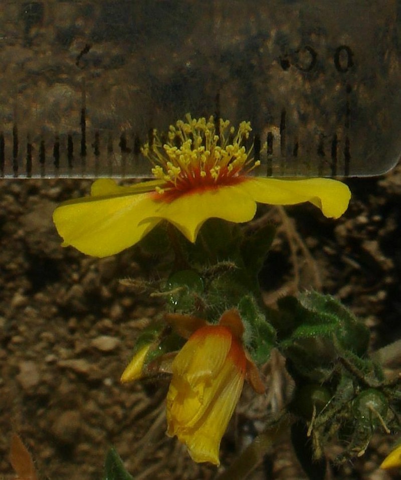 Mentzelia ravenii photo 2