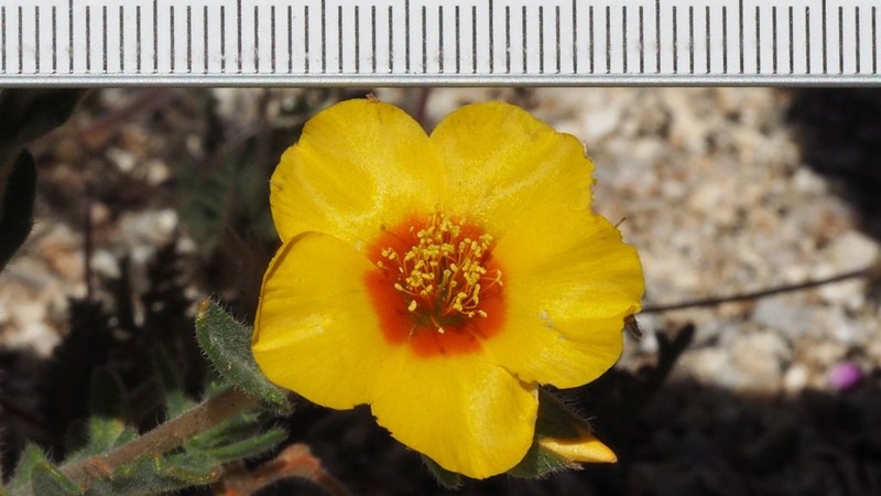 Mentzelia ravenii photo 3