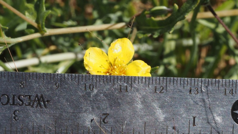 Mentzelia ravenii photo 4