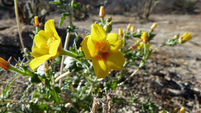 Mentzelia ravenii photo 6