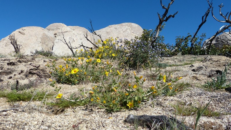 Mentzelia ravenii photo 8