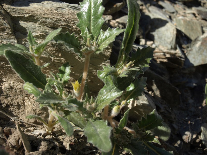 Reflexed Blazingstar