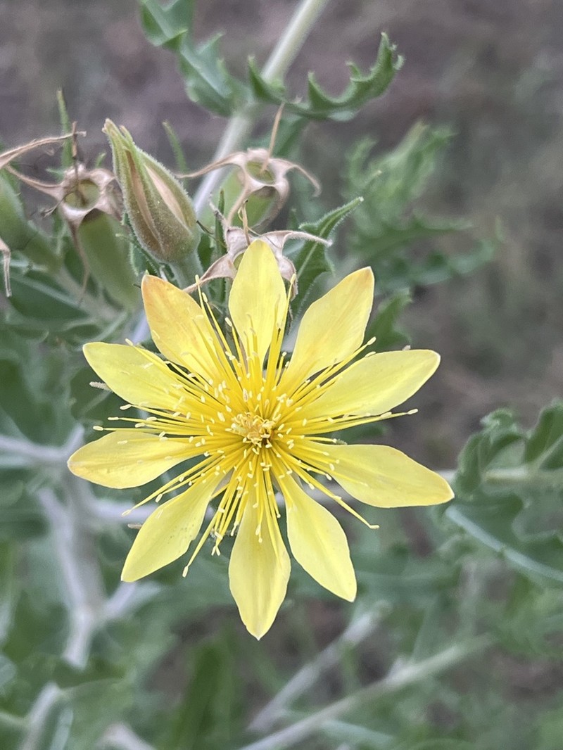 Reverchon's Blazingstar