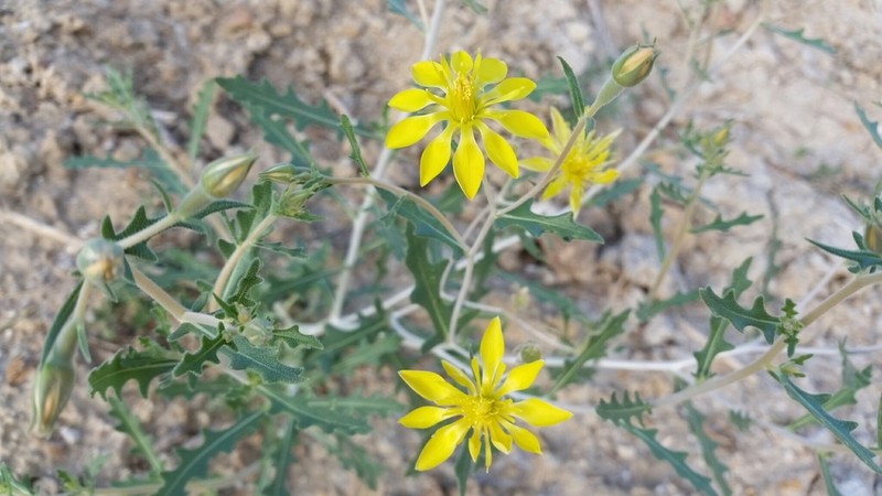 Reverchon's Blazingstar photo 2