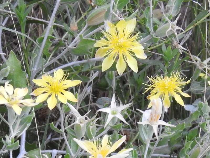 Reverchon's Blazingstar photo 3