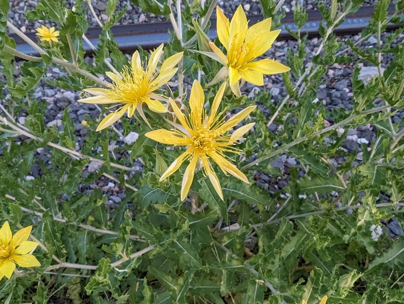Reverchon's Blazingstar photo 4