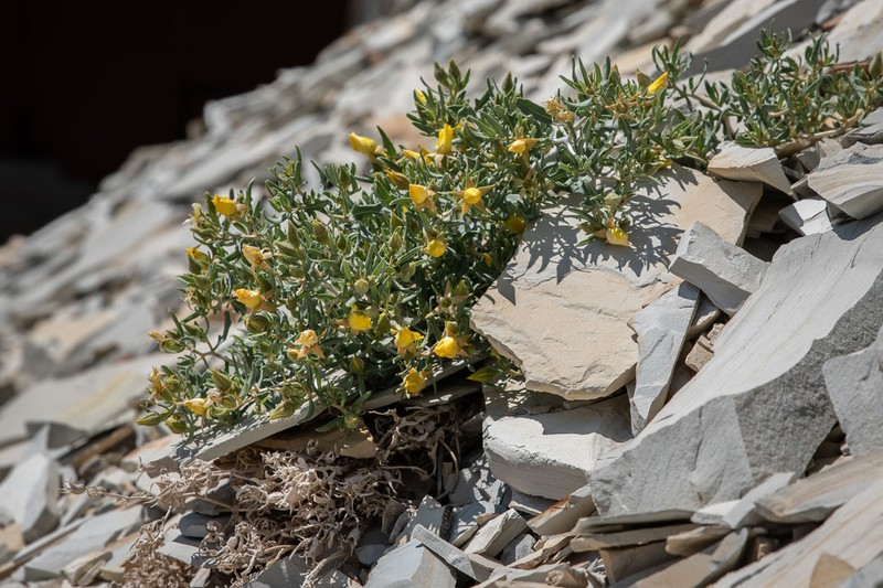 Mentzelia rhizomata