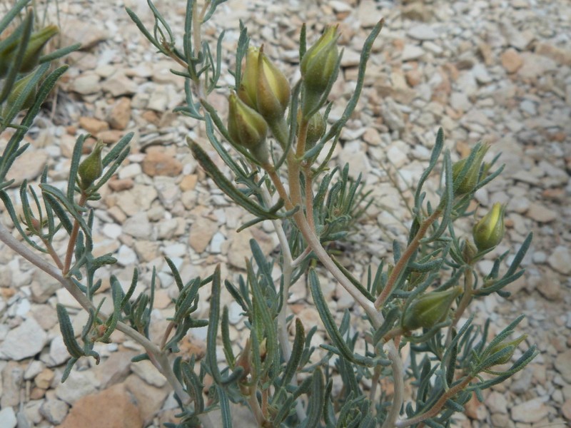 Mentzelia rhizomata photo 2