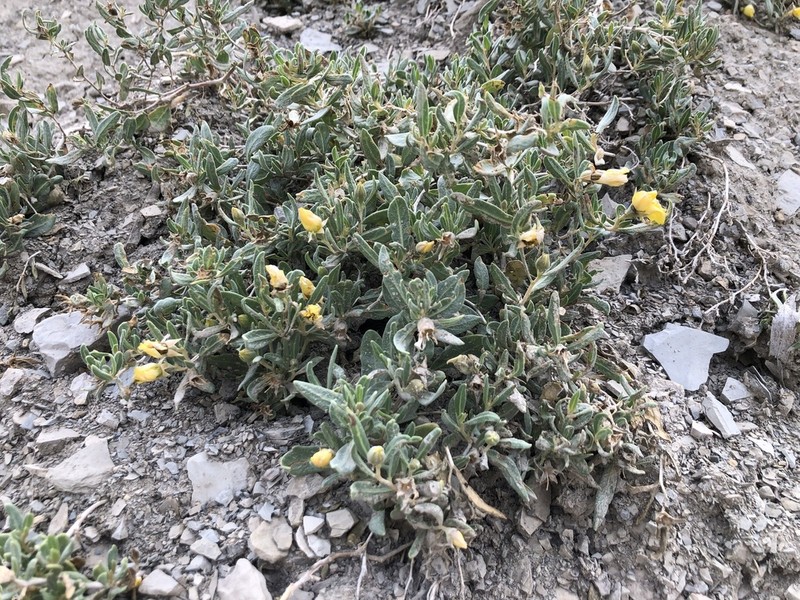 Mentzelia rhizomata photo 3
