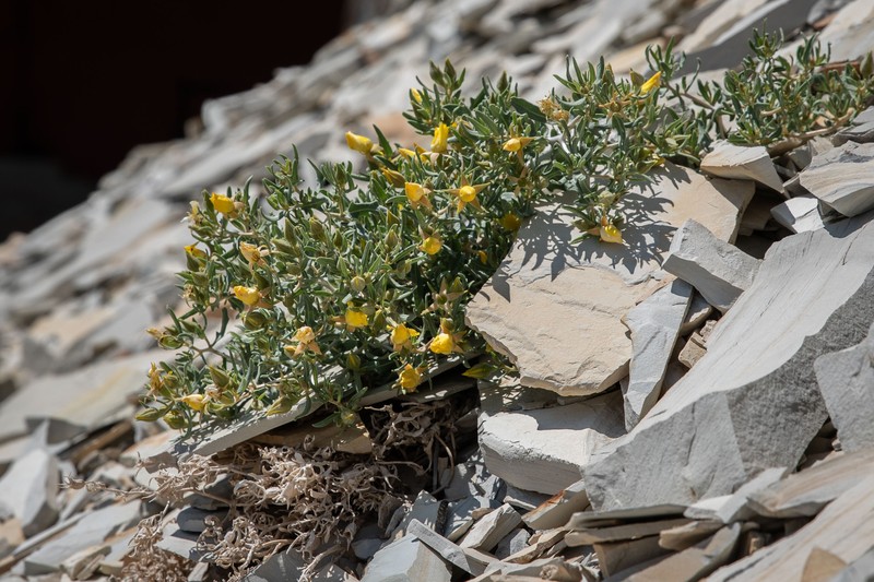 Mentzelia rhizomata photo 4